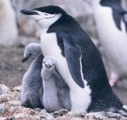 Chinstrap Penguin