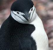 Chinstrap Penguin