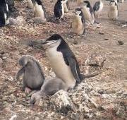 Chinstrap Penguin