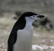 Chinstrap Penguin