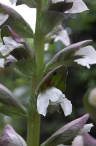 Acanthus mollis flower (16/05/2011, Paris)