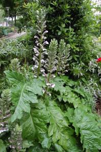 Acanthus mollis flower (16/05/2011, Paris)