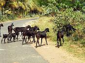 Animals Crossing Road