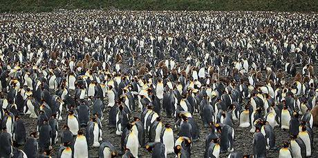 King Penguin Crèche - The Biggest Day Care Facility On The Planet