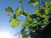 Limey Grapevine Leaves Under Blue Sky...