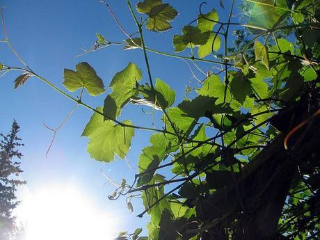 Grapevine-Under-Blue-Sky-Spring-2011