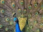 Featured Animal: Peacock