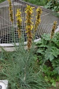 Asphodeline lutea (16/05/2011, Paris)