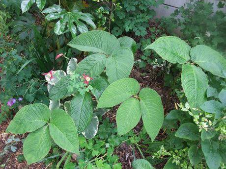 Plant of the moment: Arisaema speciosum