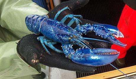 Blue Lobster