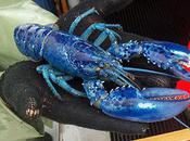 Blue Lobster