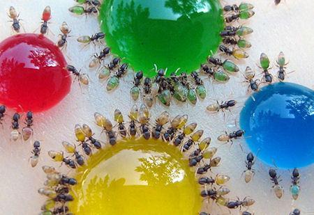 Ghost Ants Change Color According To The Food They Eat