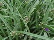 Plant Week: Tradescantia Virginiana