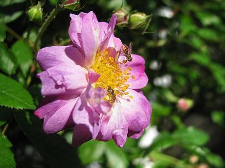 Busy-Bees-Pollinating-Spring-Roses