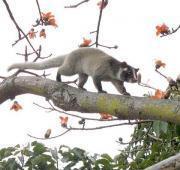 Masked Palm Civet