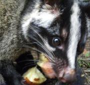 Masked Palm Civet