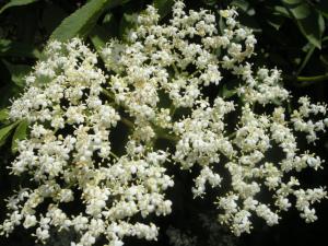 Sambucus nigra flowers (21/05/2011, London)