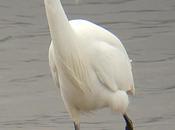 White Egret Pair Mating Plumage Farmoor Reservoir, Pinkhill Meadow Hide