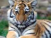 Featured Animal: Tiger