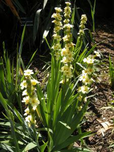 Sisyrinchium striatum (21/05/2011, London)