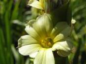 Plant Week: Sisyrinchium Striatum