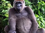 Featured Animal: Cross River Gorilla