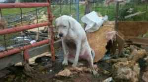 Bring Hanah Home: Dog Missing after Joplin Tornado