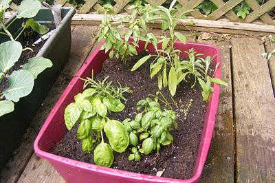 DIY Upcycled Litter Box Herb Garden