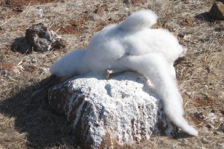 blue footed booby