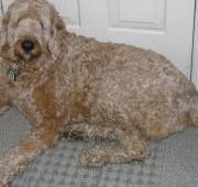 Labradoodle