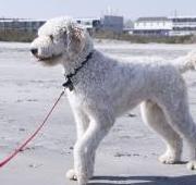 Labradoodle