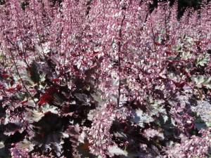 Heuchera 'Palace Purple' (21/05/2011, London)