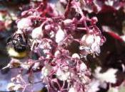 Plant Week: Heuchera Villosa ‘Palace Purple’