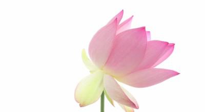 Lotus Flower Images
