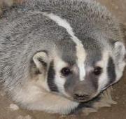 Badger