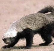 Badger