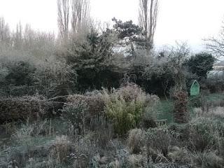 The not snowy garden