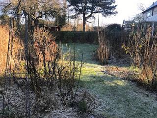 The not snowy garden