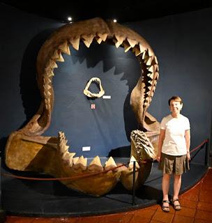 GIANT SHARK: Megalodon Jaws at the Colchagua Museum, Santa Cruz, Chile