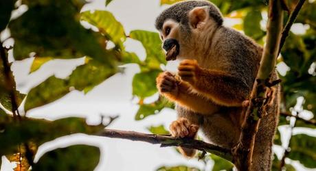 Squirrel monkey in the Amazon