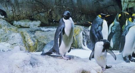 Penguins at the Osaka Aquarium