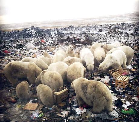Novaya Zemlya in Russia invaded by Polar bears !! Novaya Zemlya in Russia invaded by Polar bears !!