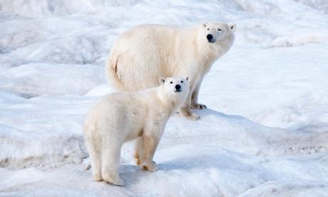Novaya Zemlya in Russia invaded by Polar bears !! Novaya Zemlya in Russia invaded by Polar bears !!