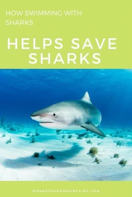 How Swimming with Sharks Helps Save Sharks