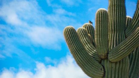 Tips for Hiking Pima Canyon at South Mountain Park Near Tempe