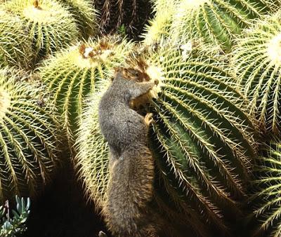 Watching Wildlife Up Close at the Huntington Botanical Garden