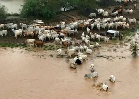 Stranded cows are seen surrounded by floodwater in Queensland, Australia, on Feb. 5, 2019.