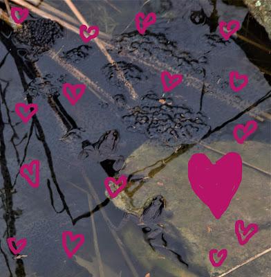 Happy Valentine's Day from the Pond