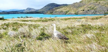 Trekking Torres Del Paine National Park in Patagonia