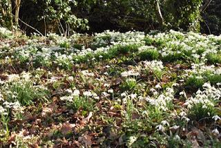 A snowdrop wood in Normanton